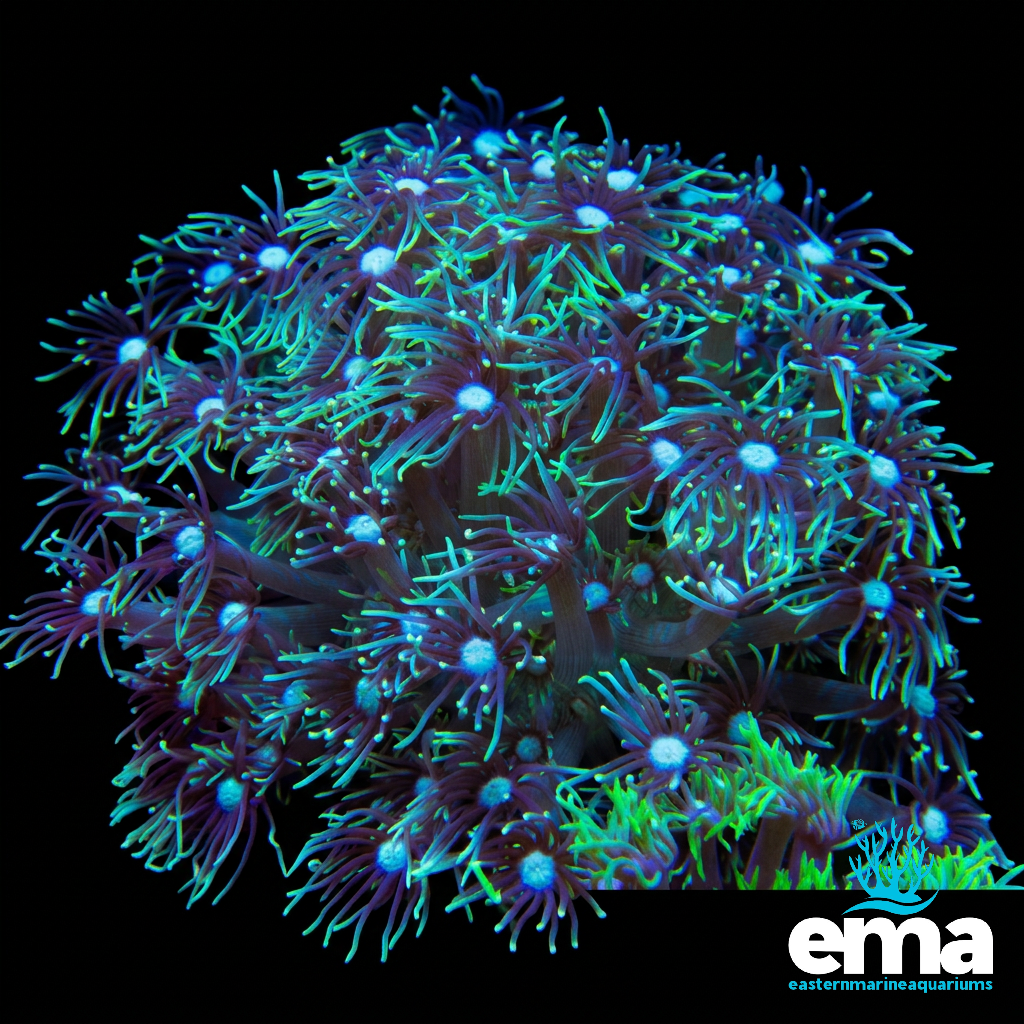 Mint Green Goniopora Colony