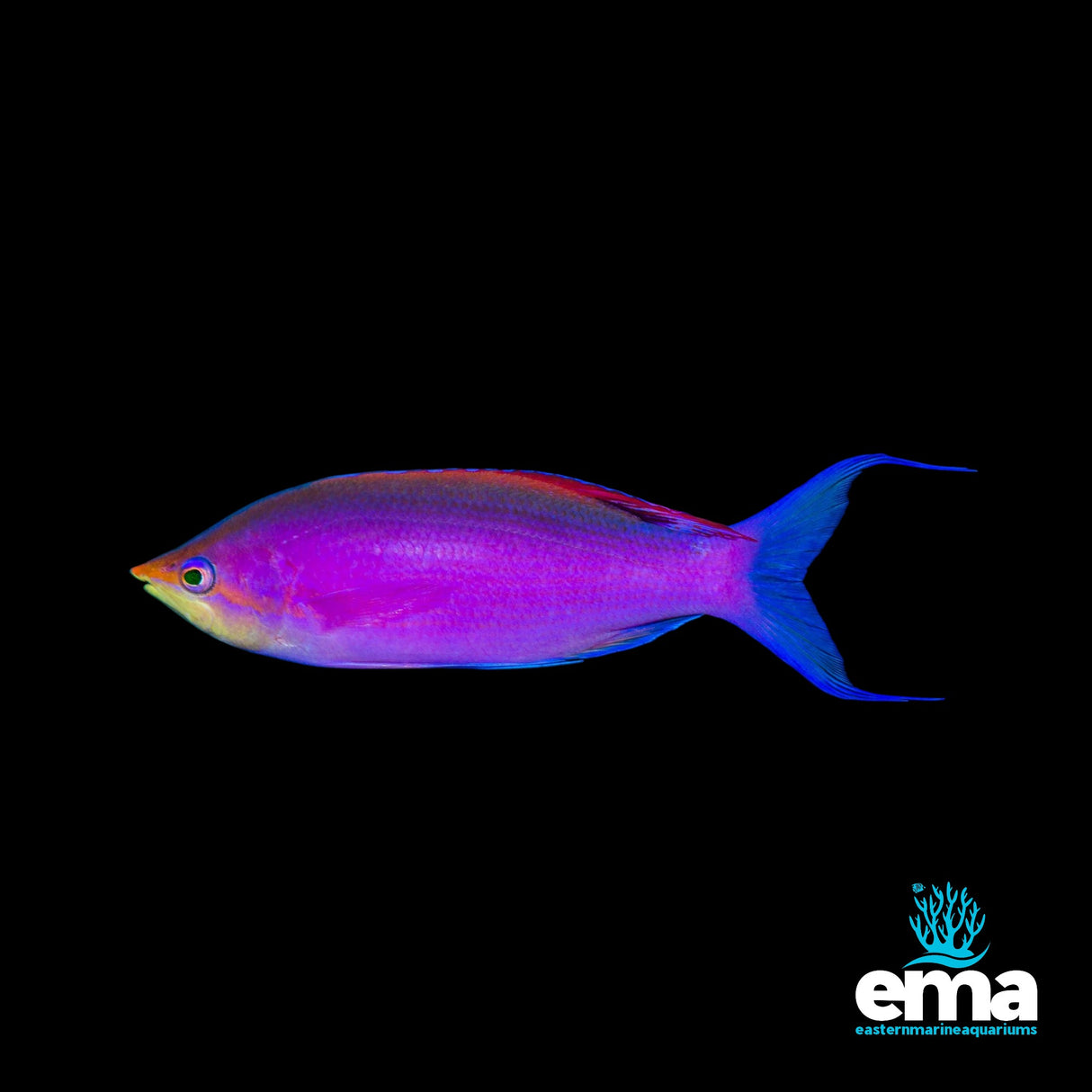 Purple Queen Anthias