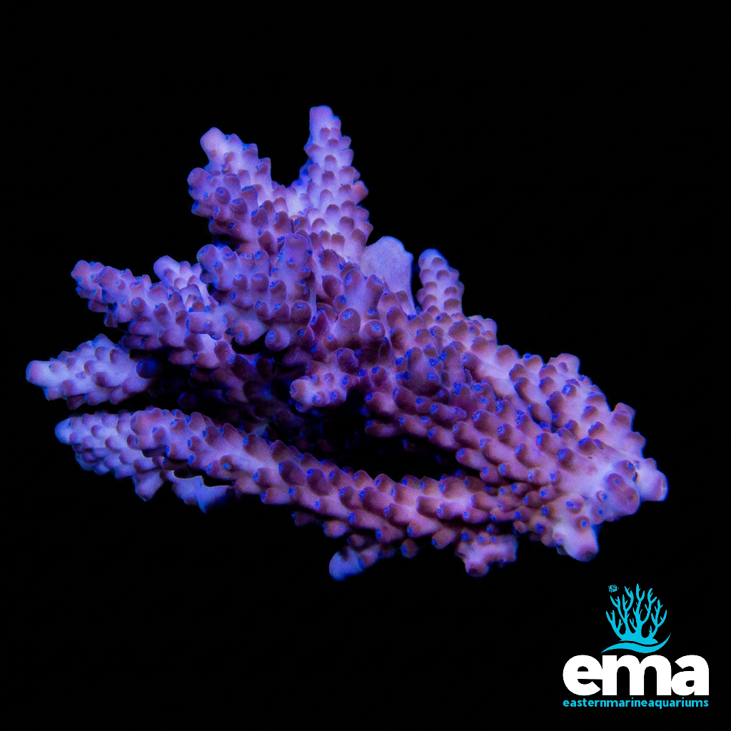 Purple Acropora