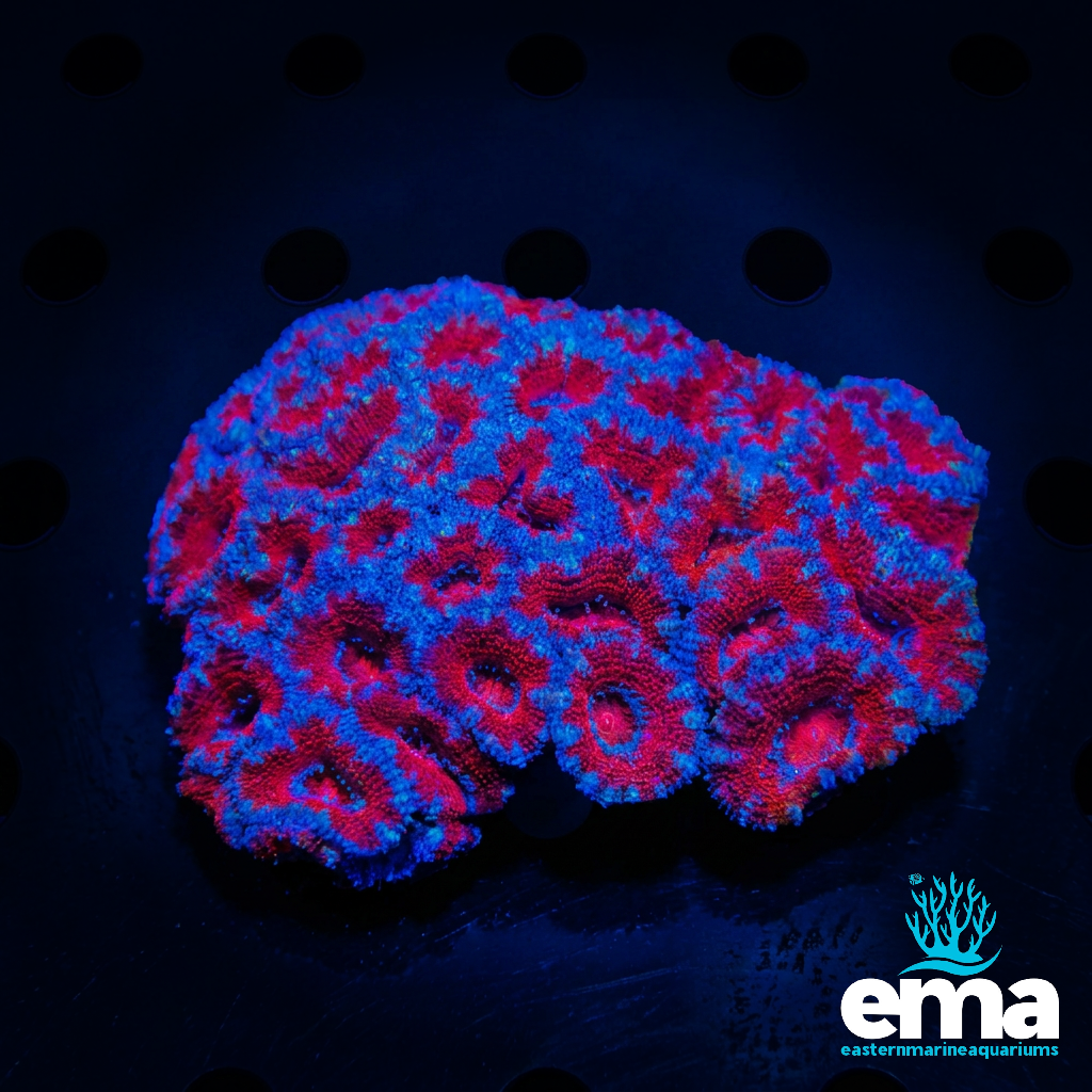 Acan Lord
