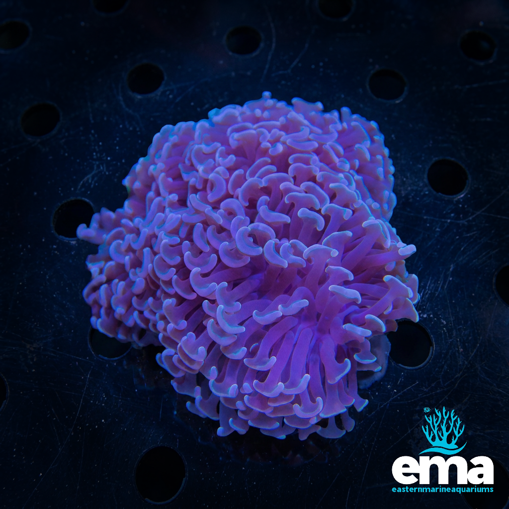 Purple Hammer Coral