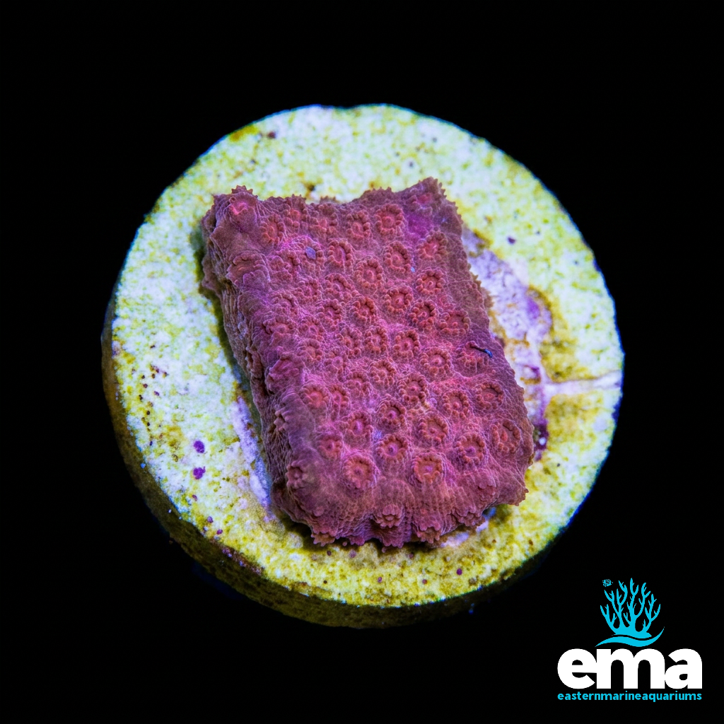 Red Cyphastrea