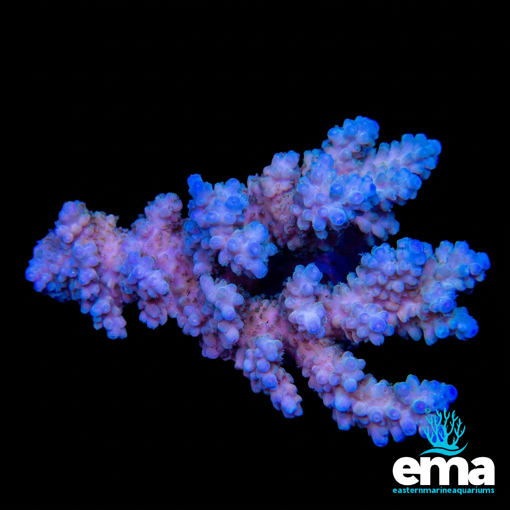Blue Australian Acropora
