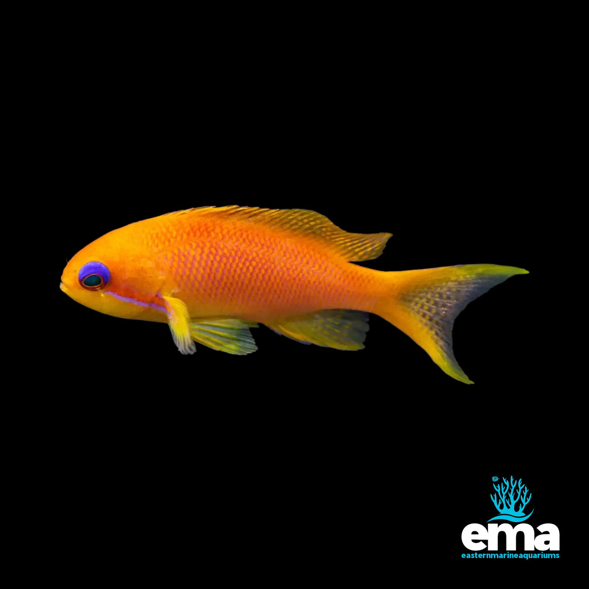 Lyretail Anthias (Female)