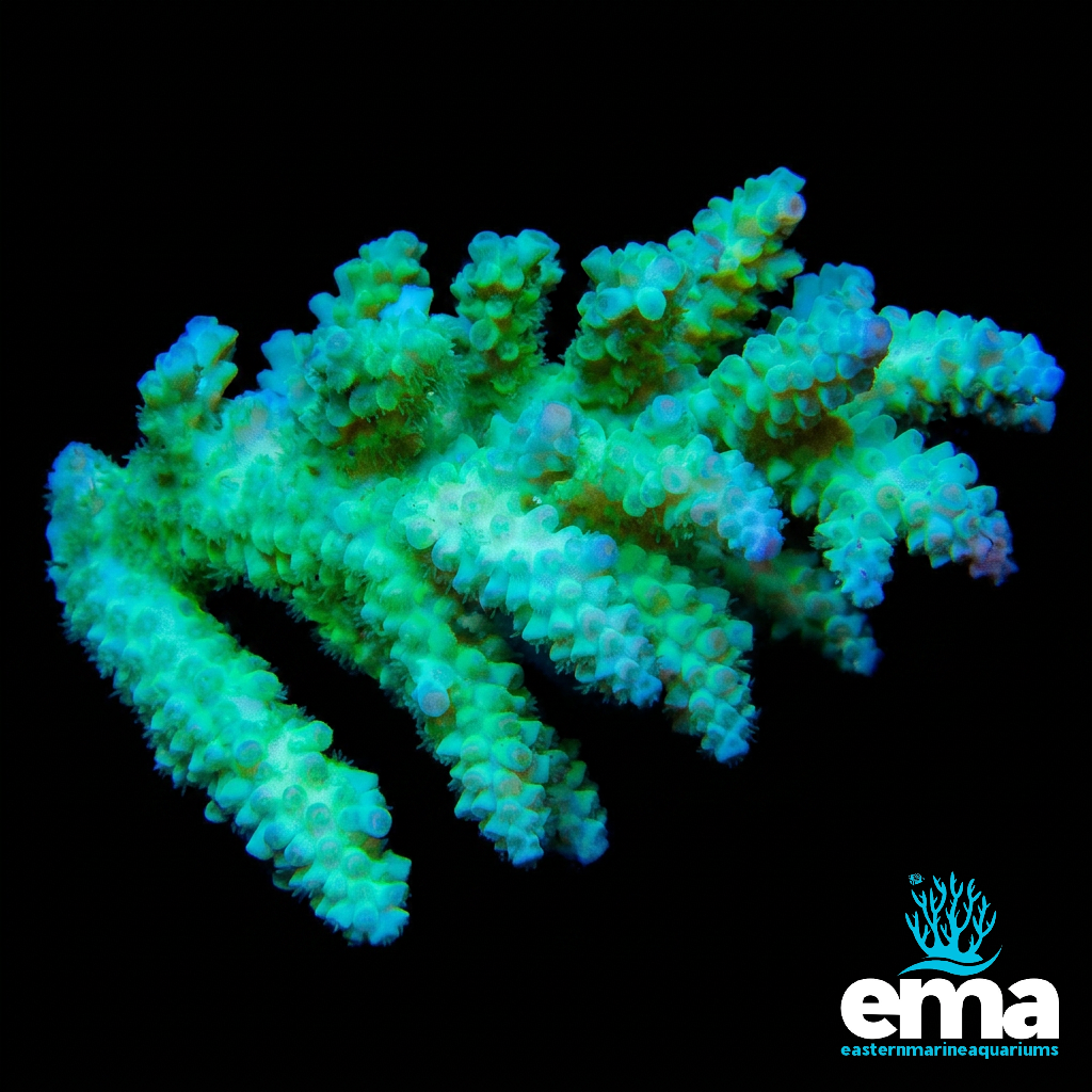 Green Acropora
