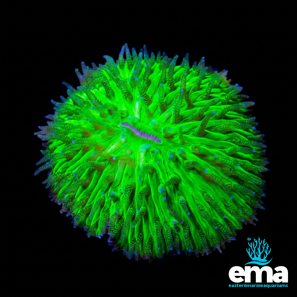 Toxic Green Small Dome Fungia