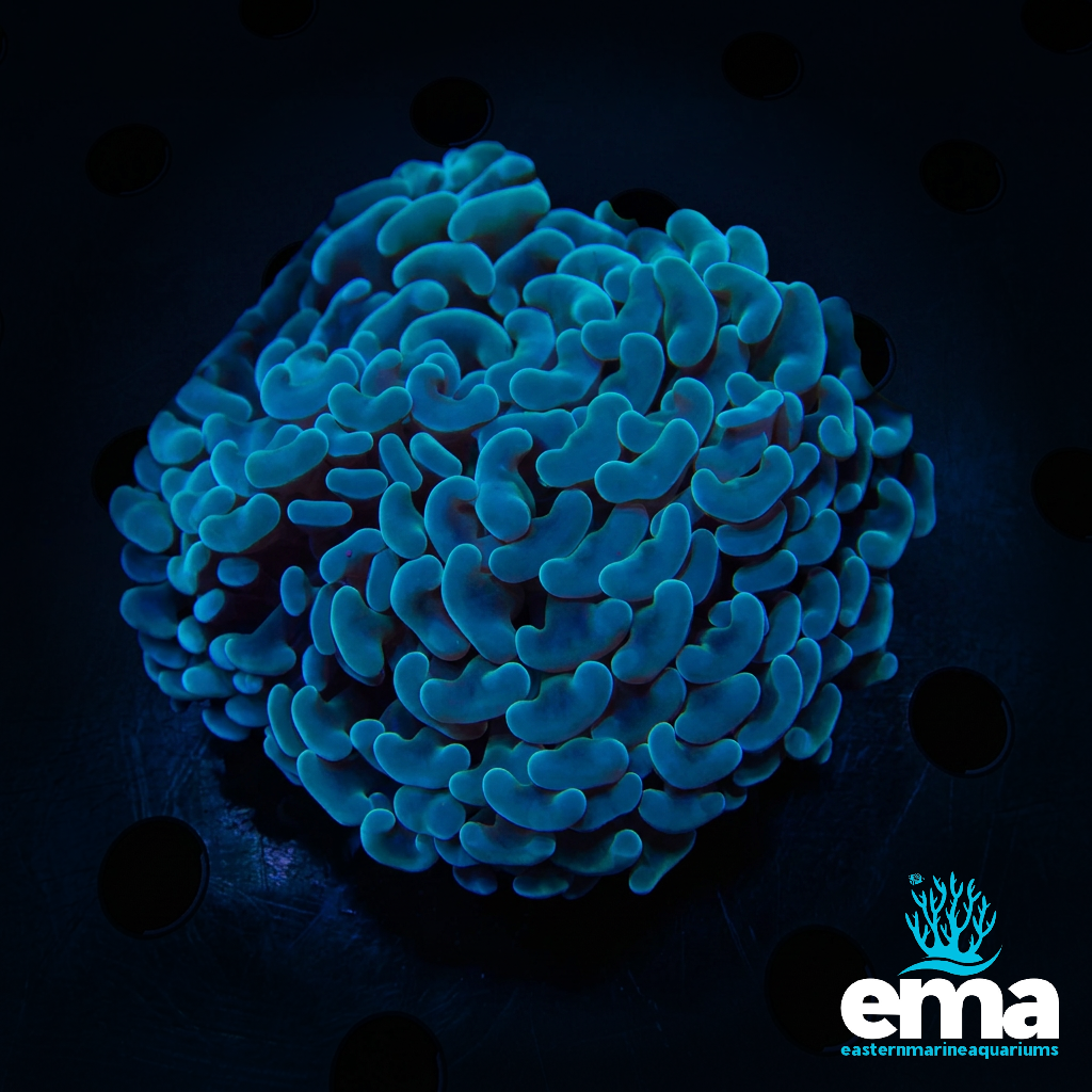 Forest Green Hammer Coral