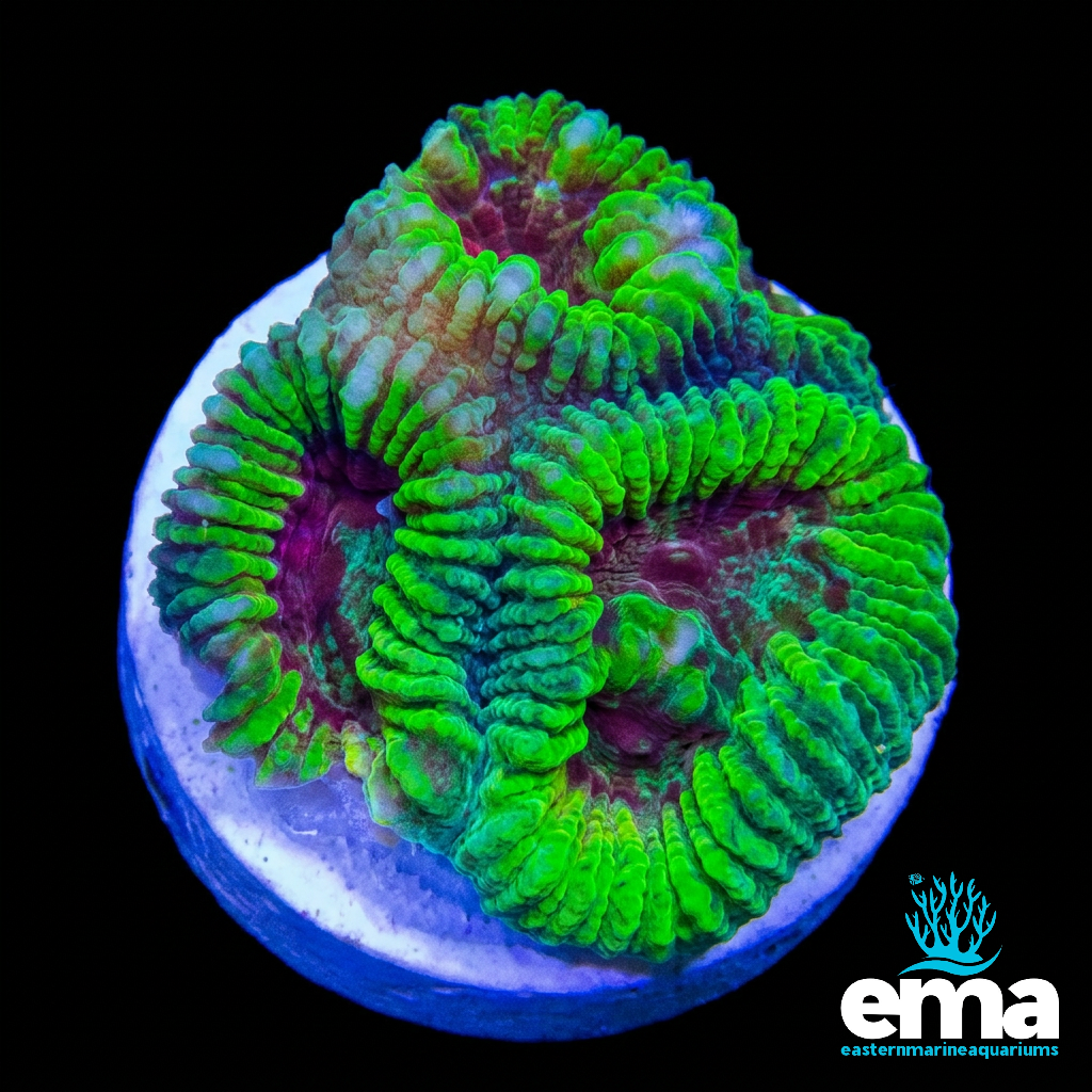 Green & Red Favia Fragment