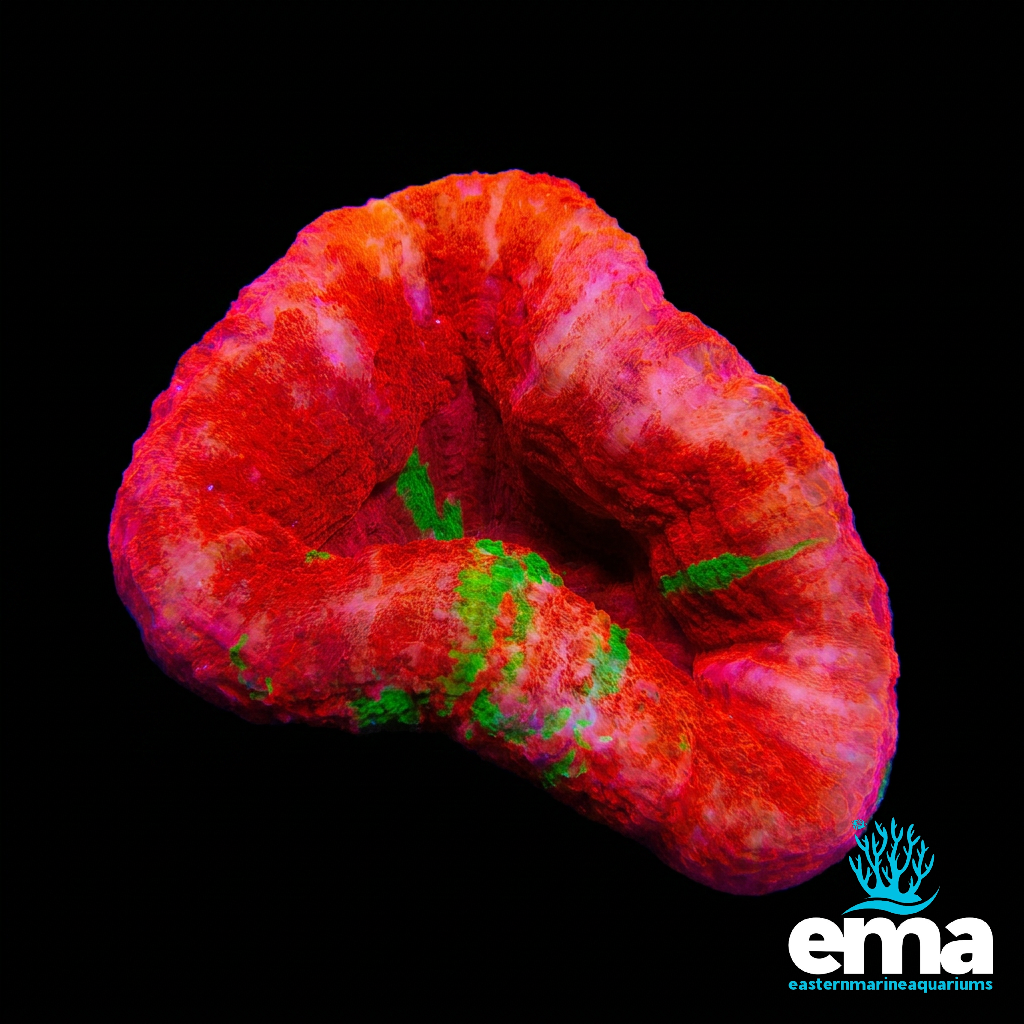 Reverse Bleeding Apple Scolymia Australis