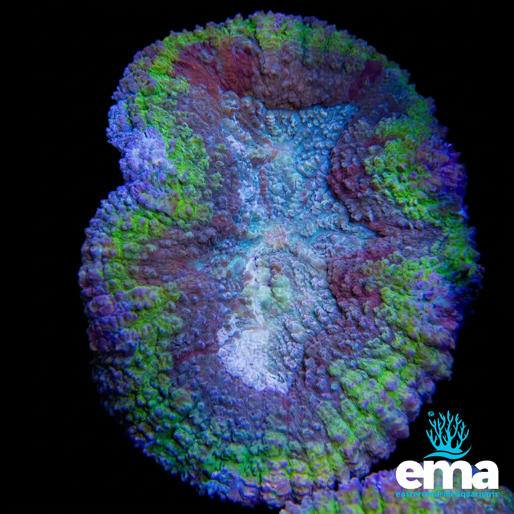 Multi Colour Symphyllia