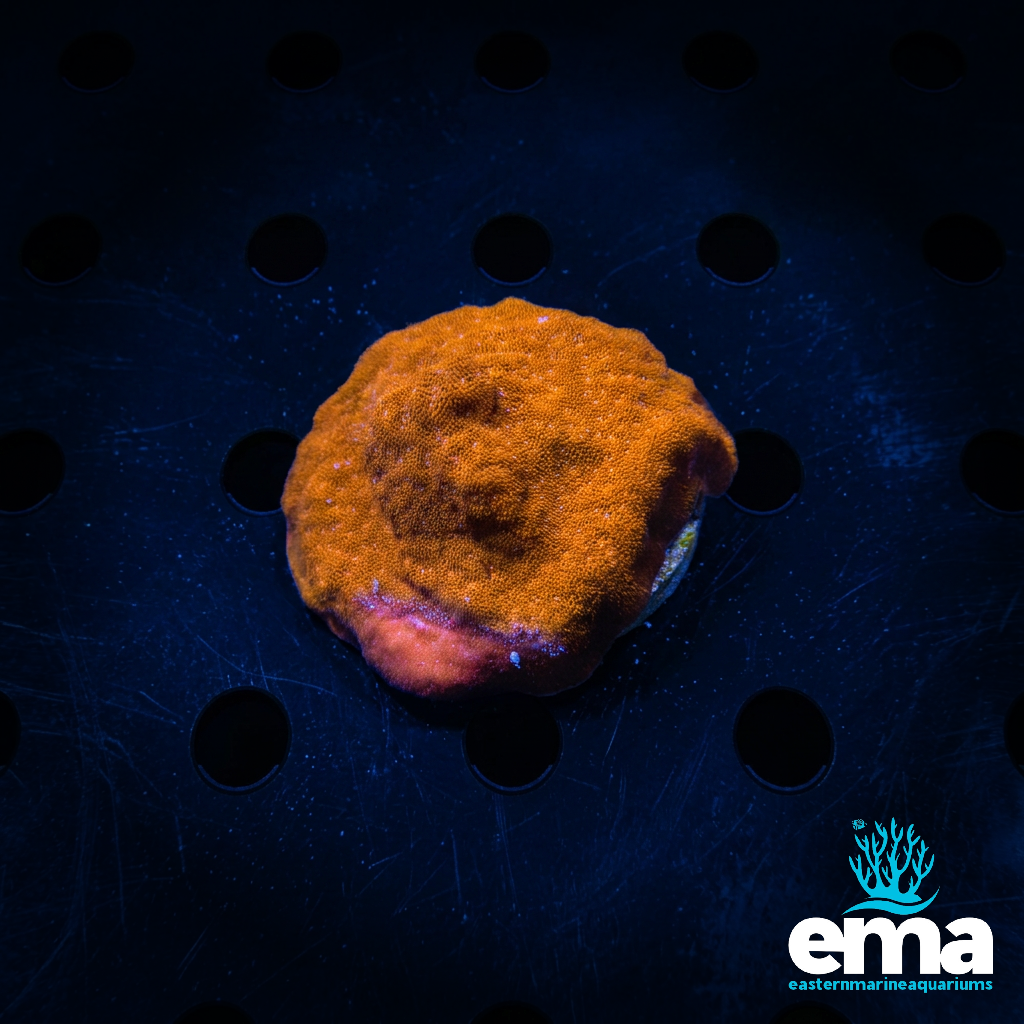 Psammocora Coral