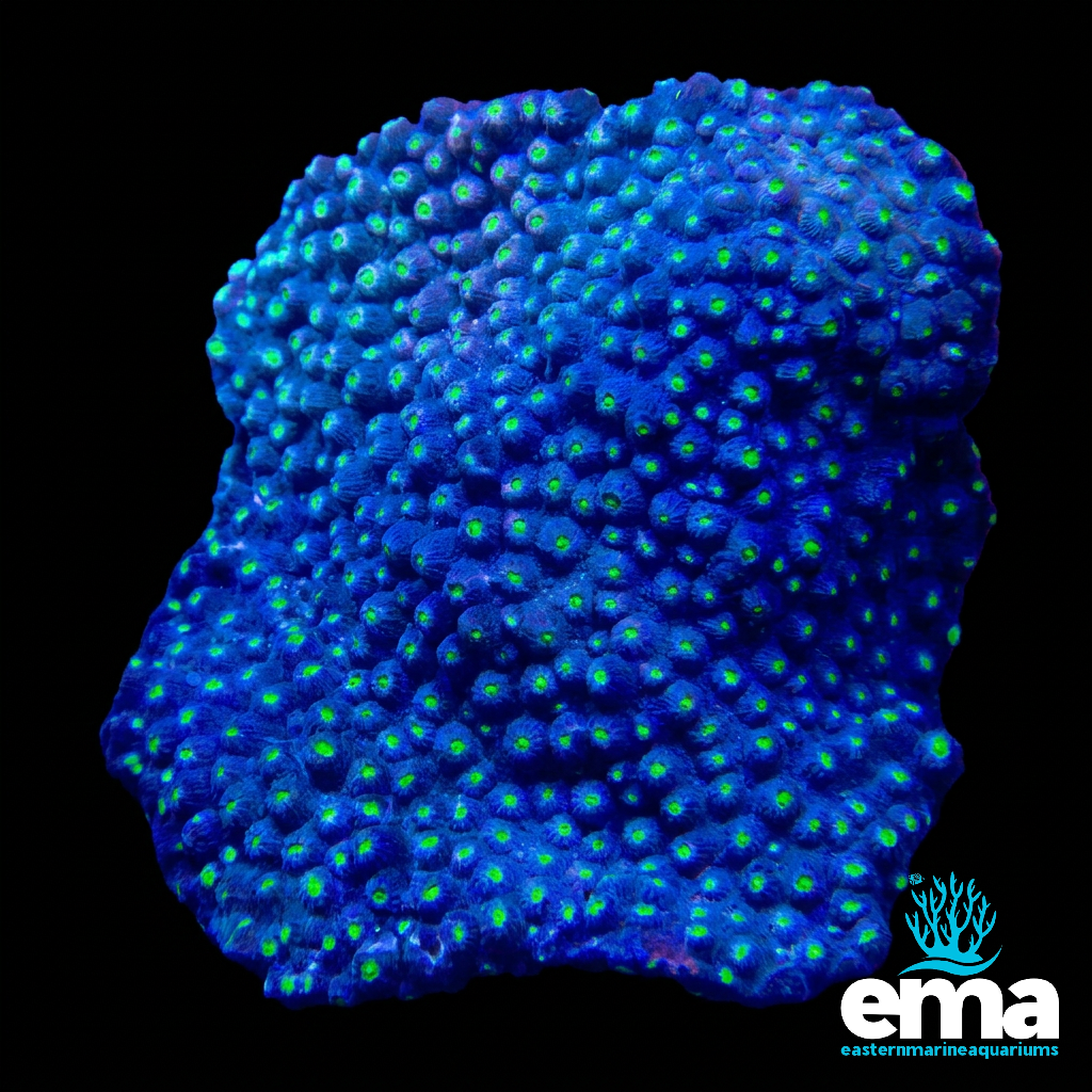 Blue Cyphastrea