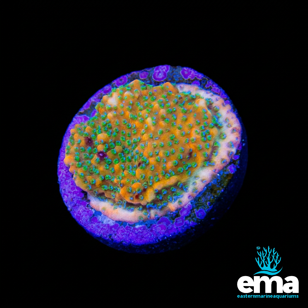 Gold Rush Montipora