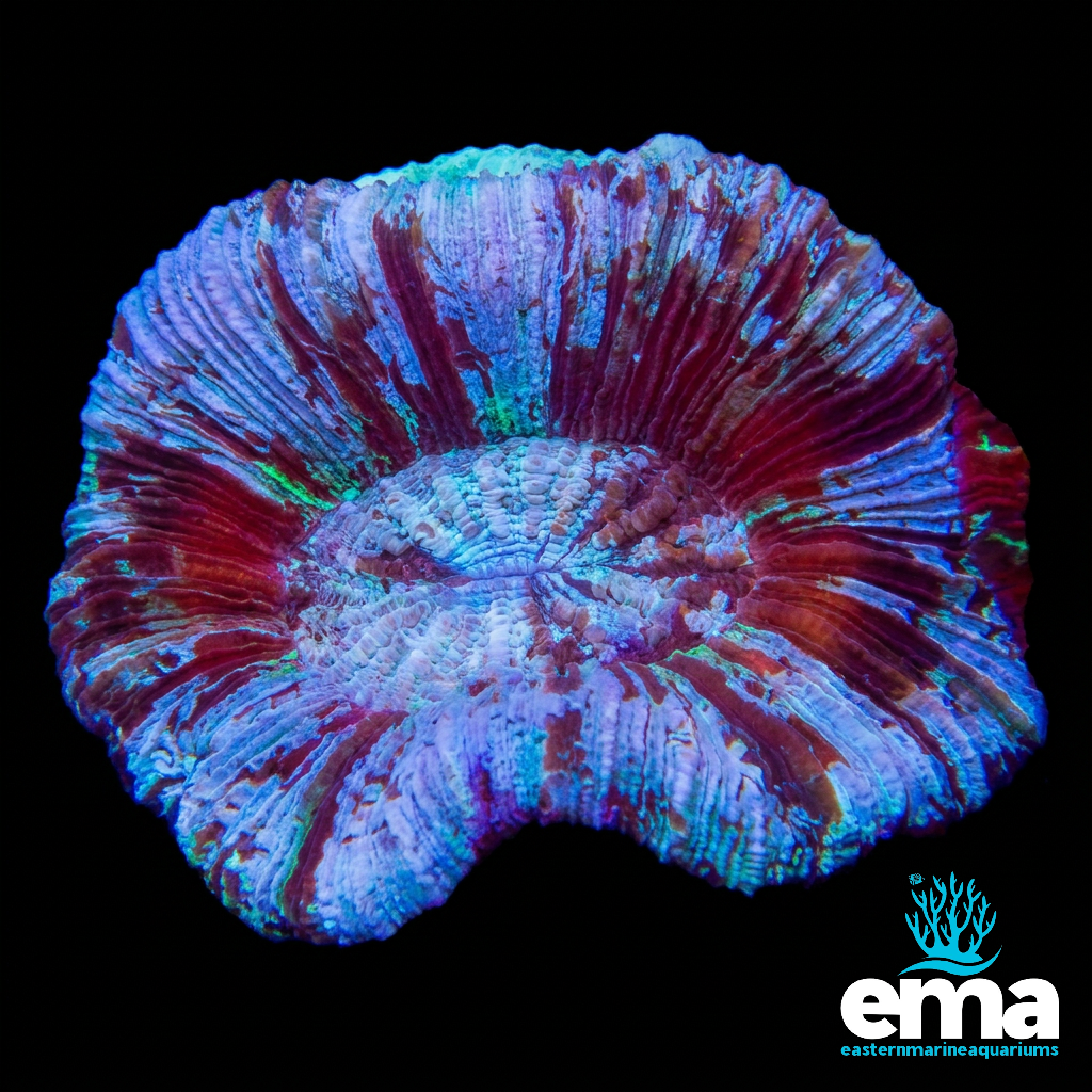 Teal Trachyphyllia