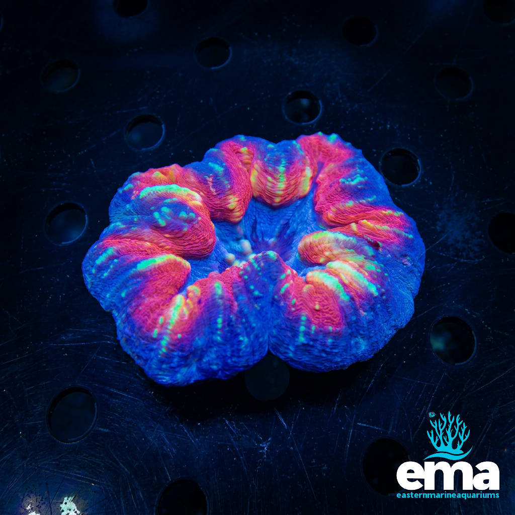 Splattered Lobophyllia