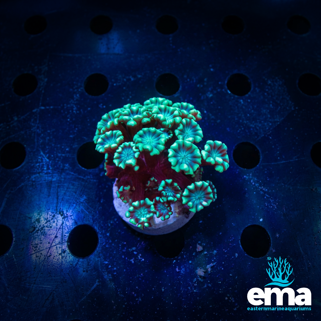 Alveopora Coral