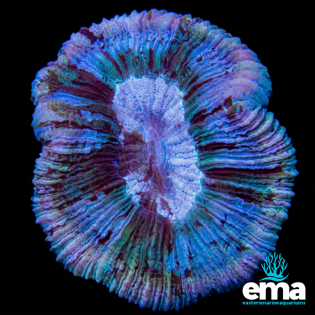 Purple & Green Hue Trachyphyllia