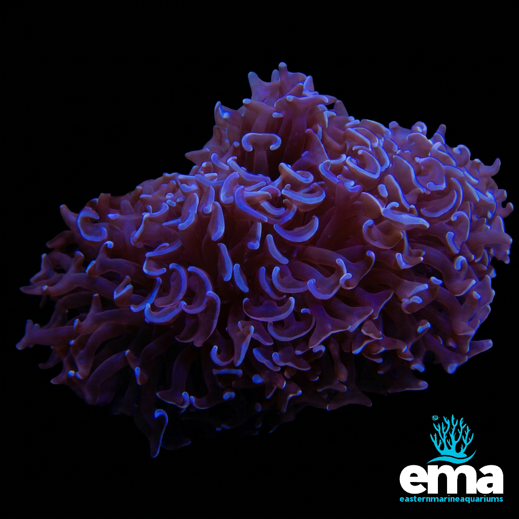 Purple Hammer Coral
