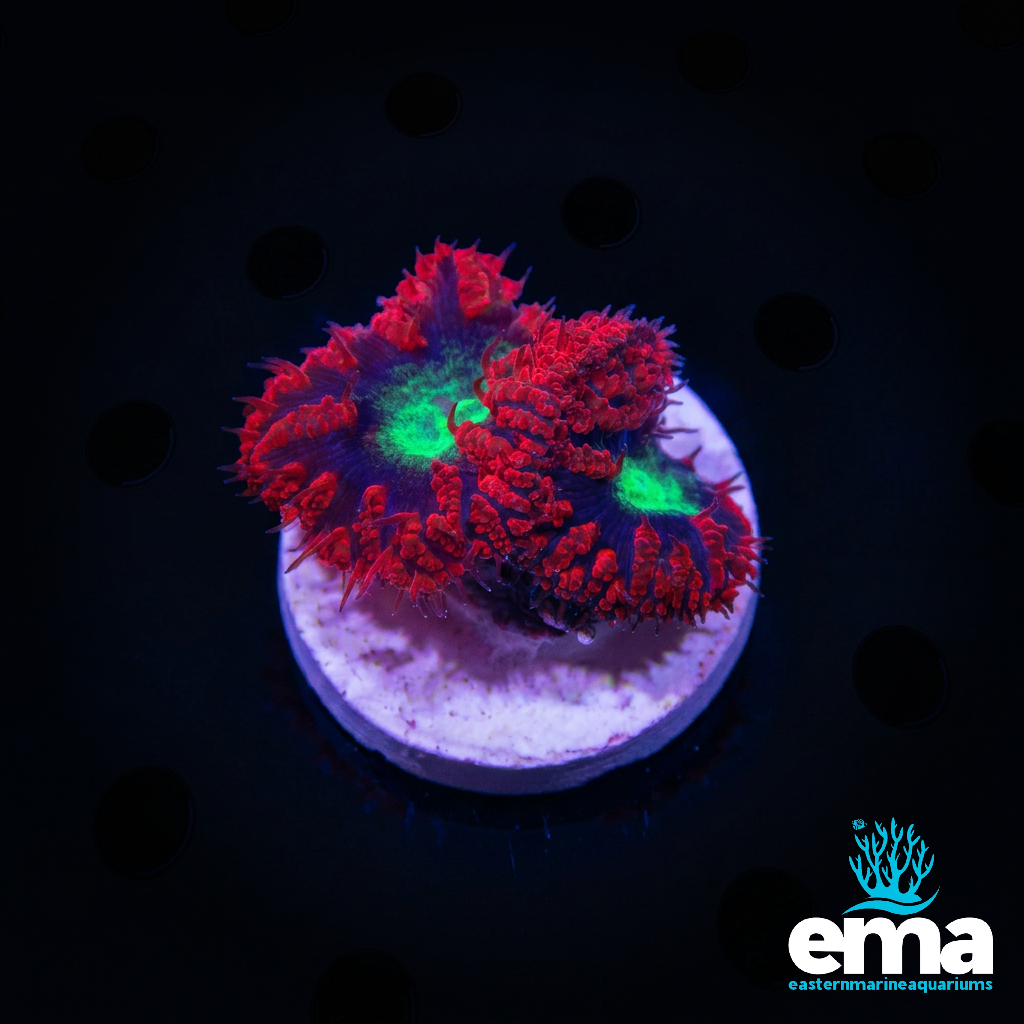 Red Blasto Coral