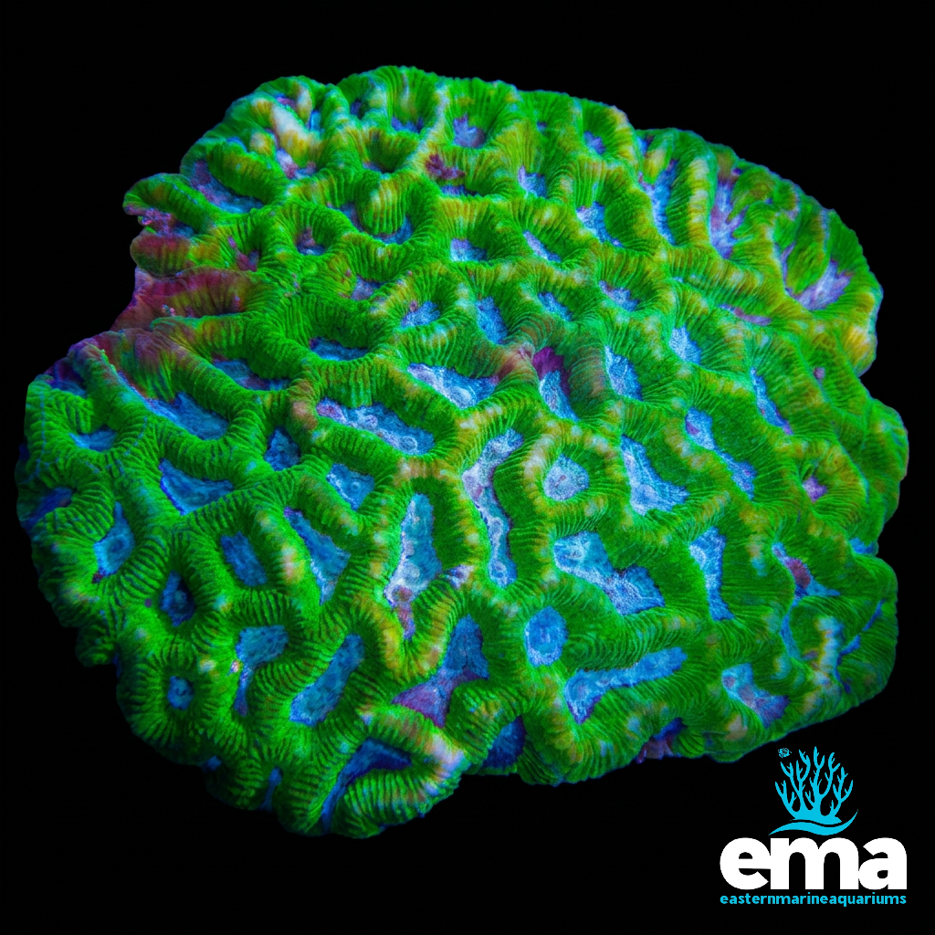 WYSIWYG Green Maze Brain