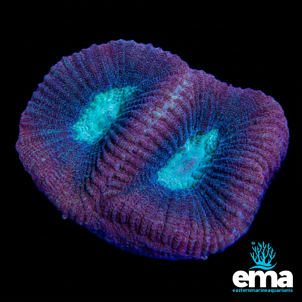 Teal Mouth Favia Fragment