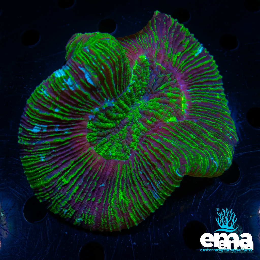 Open Brain Coral