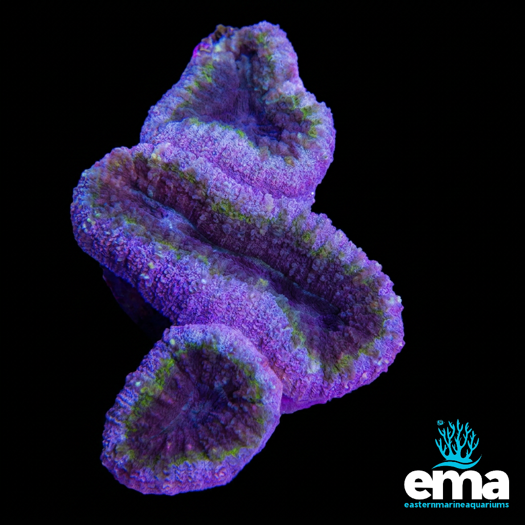 Purple and Pink Lobophyllia