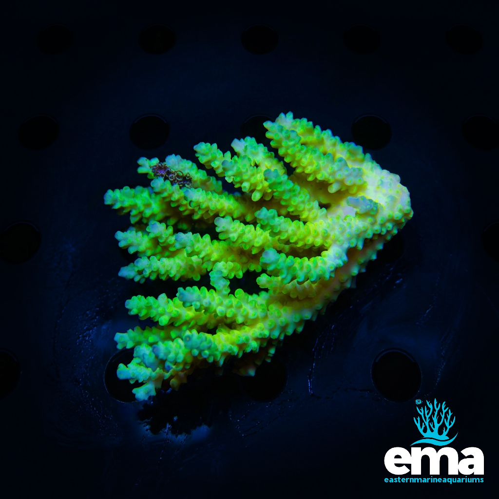 Nuclear Green Acropora sp.
