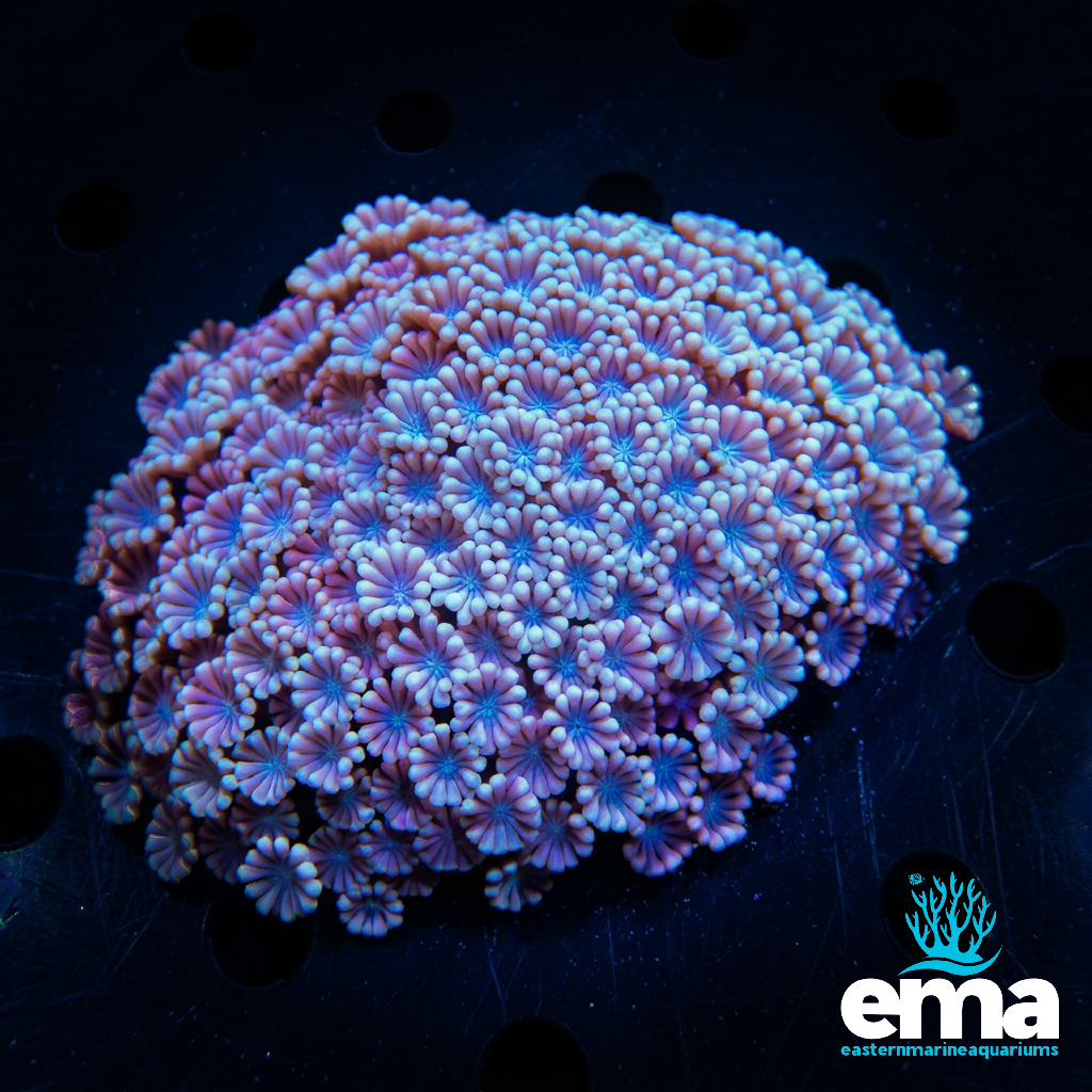 Pink & Teal Alveopora Coral