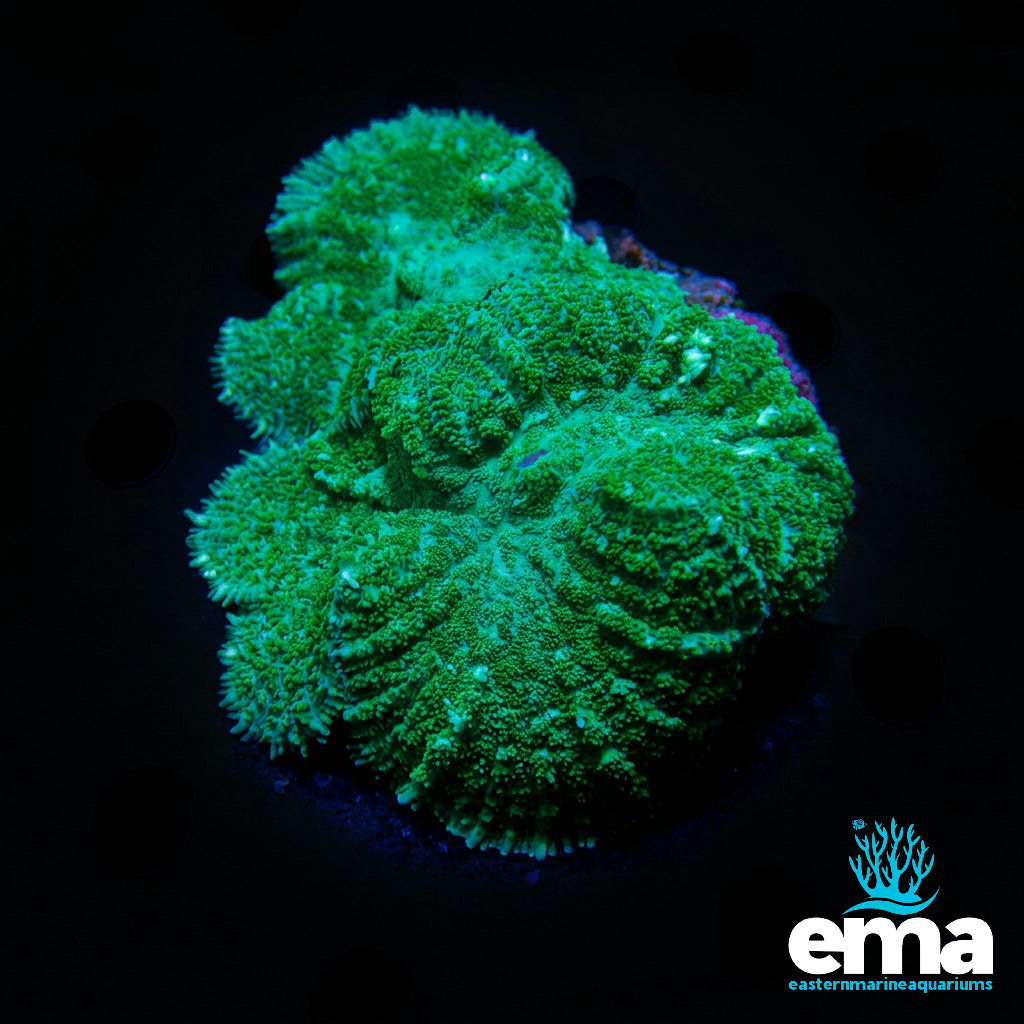 Green Mushroom Coral
