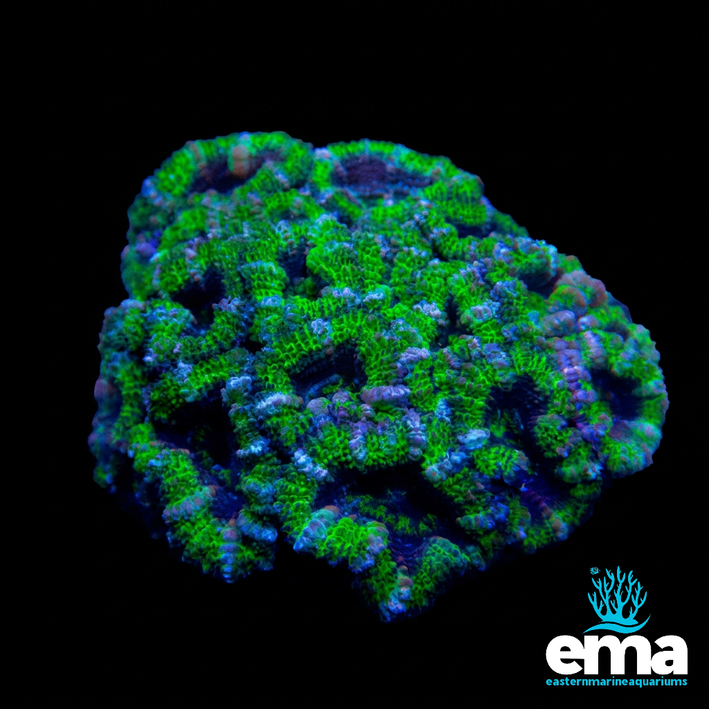 Green Acan Lord