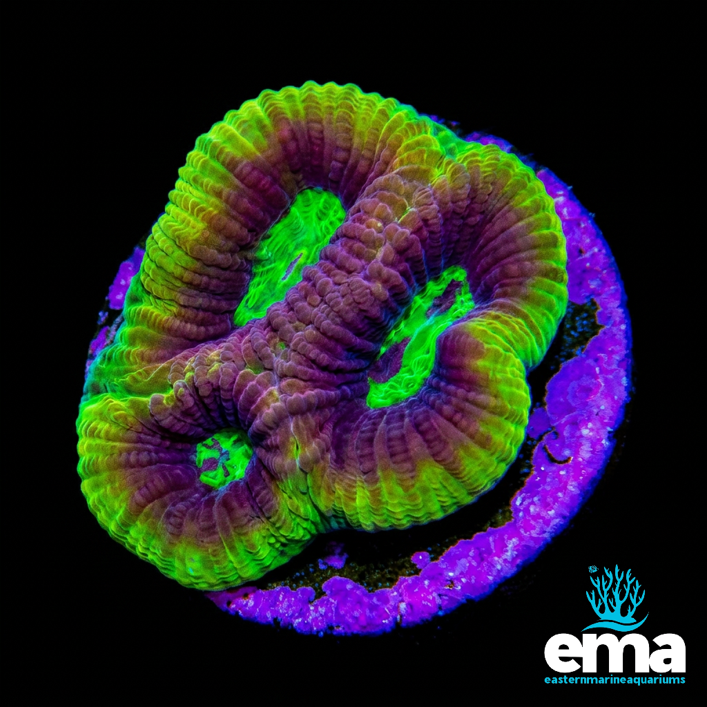Neon Green Dragon Soul Favia Fragment