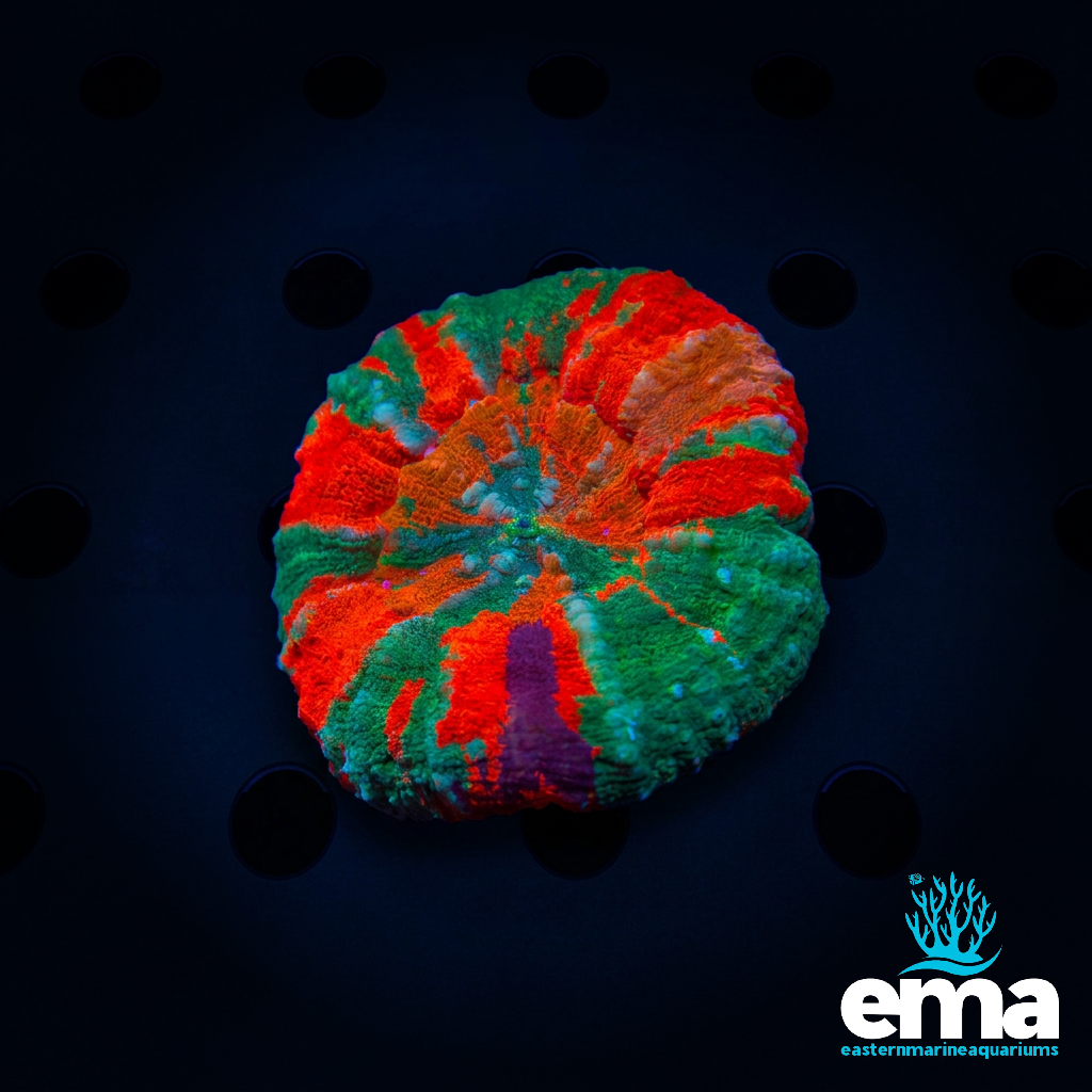 Ultra Scolymia Morph