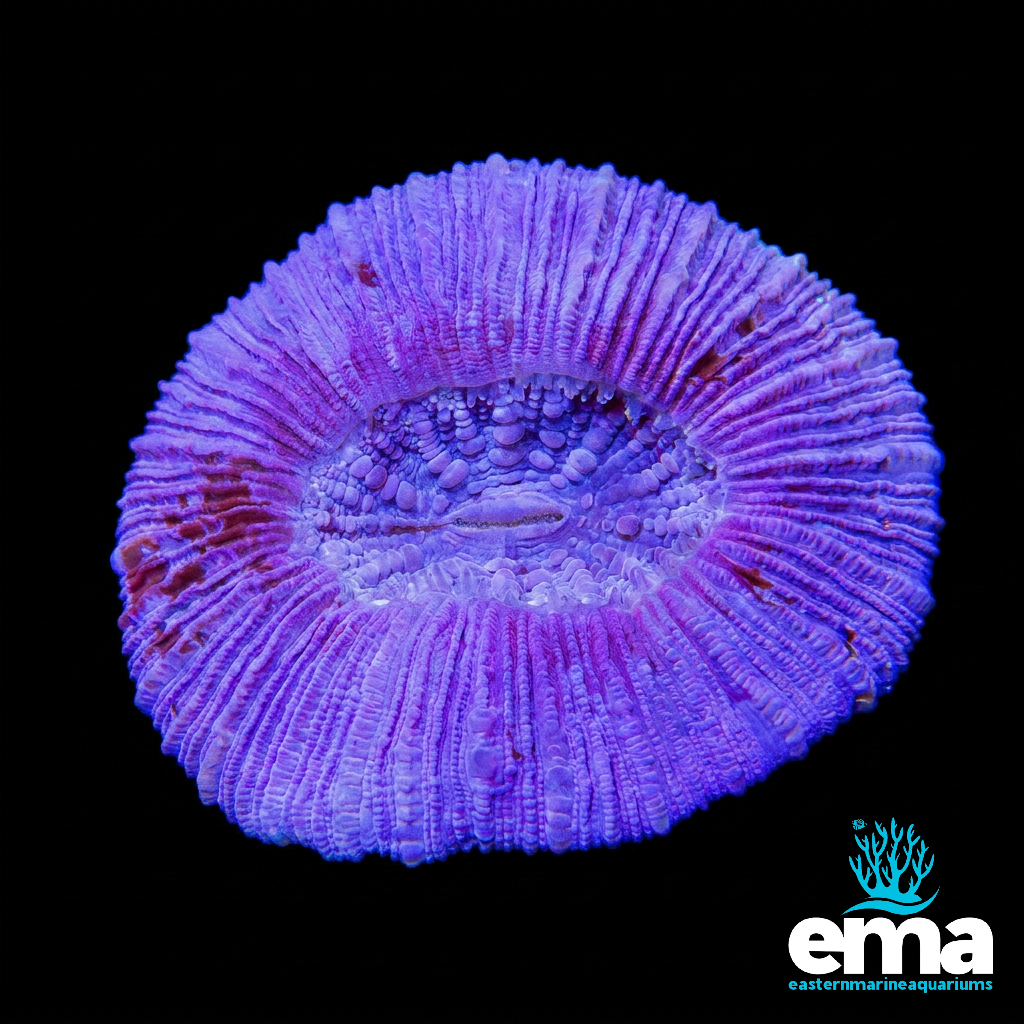 Purple Trachyphyllia