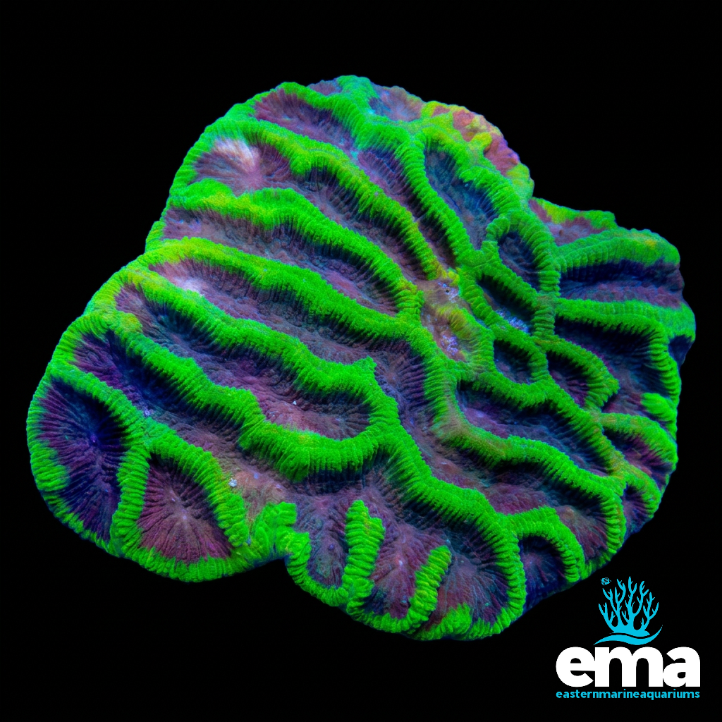 Toxic Green Maze Brain Coral