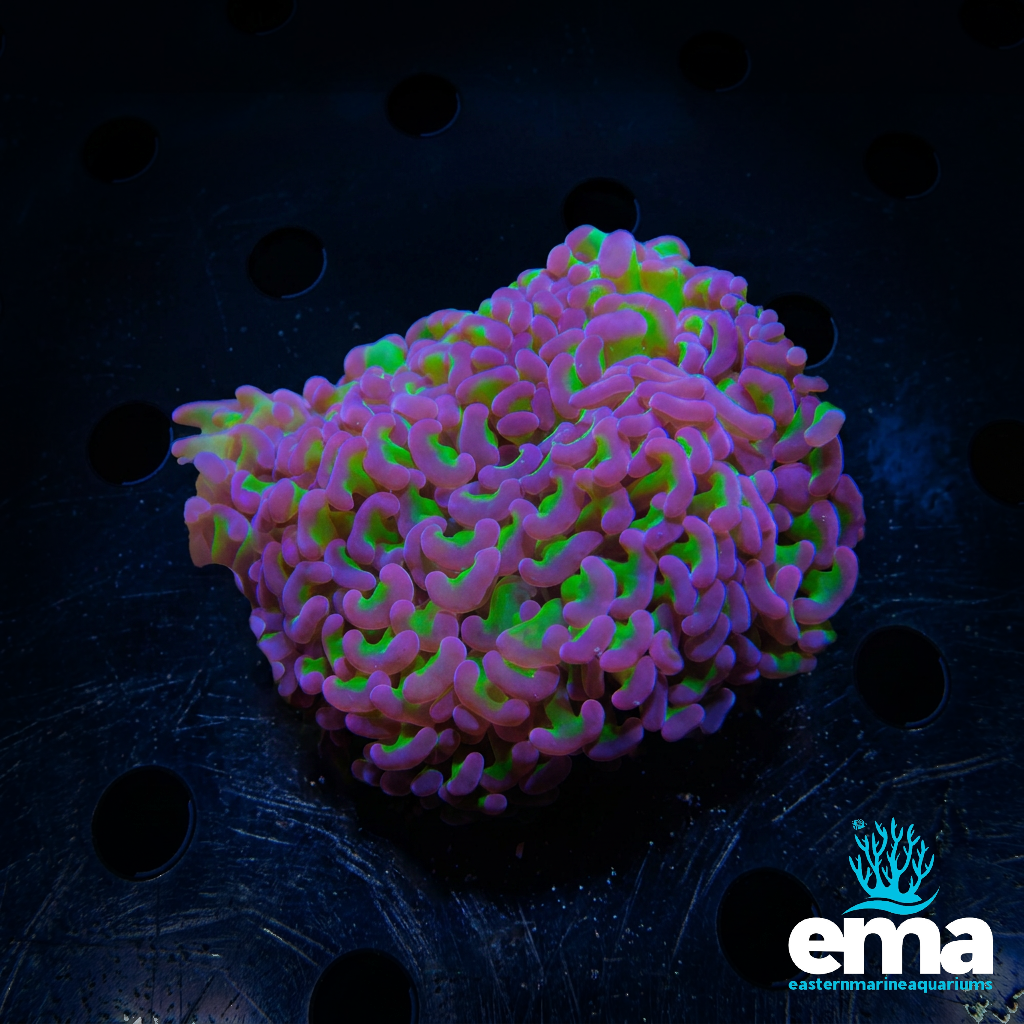 Reverse Hammer Coral