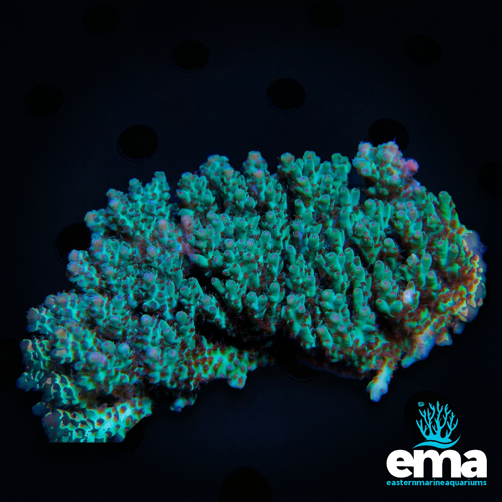 Green & Purple Acropora sp.