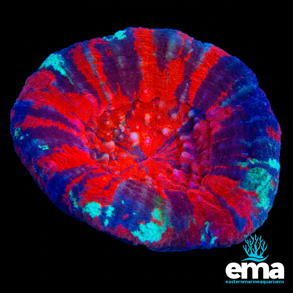 Warpaint Scolymia Australis