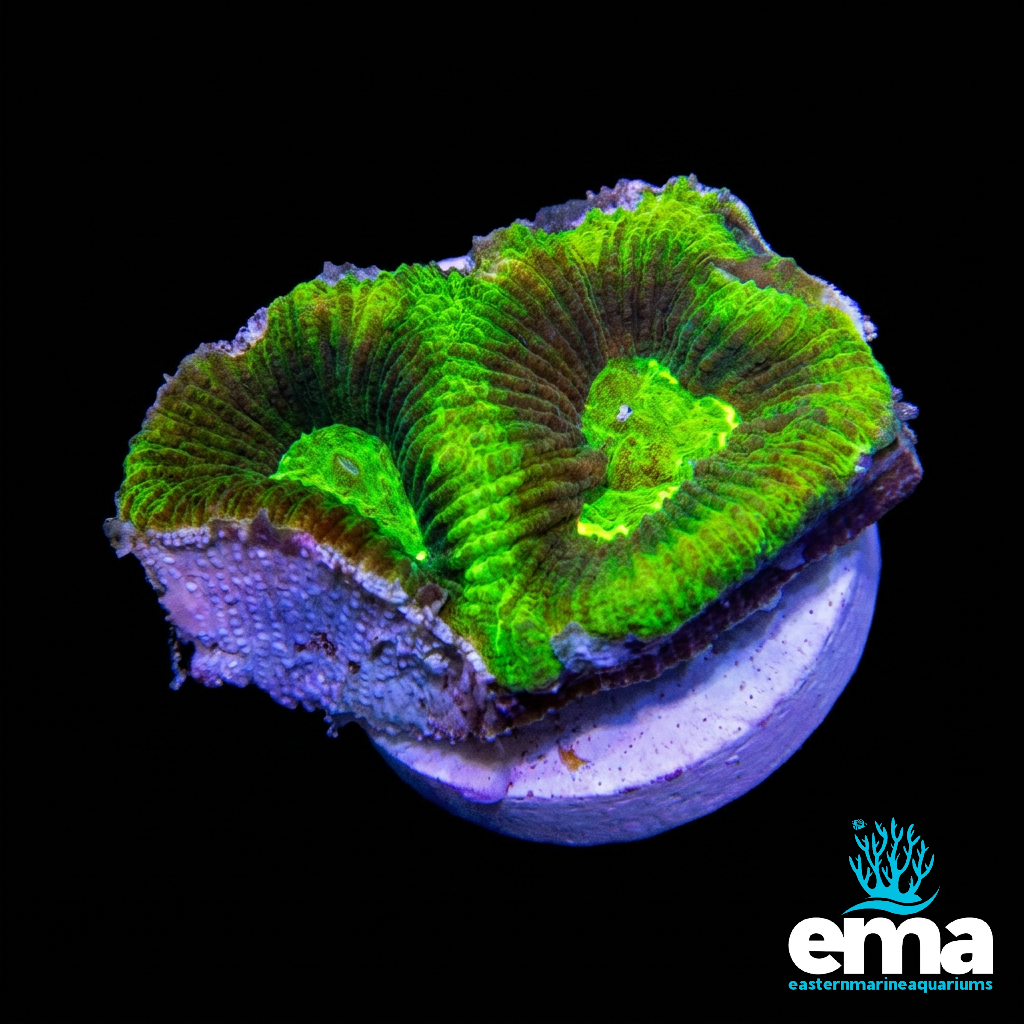 Toxic Green Goniastrea Fragment