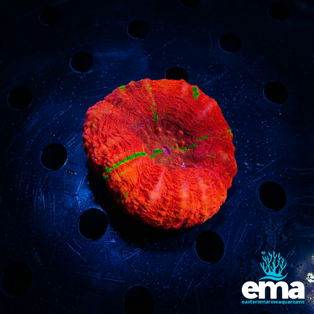 Bleeding Apple Morph Scolymia
