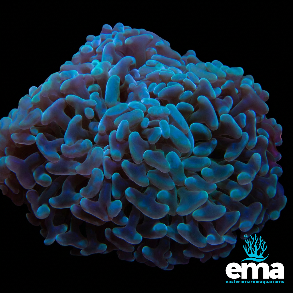 Green Hammer Coral