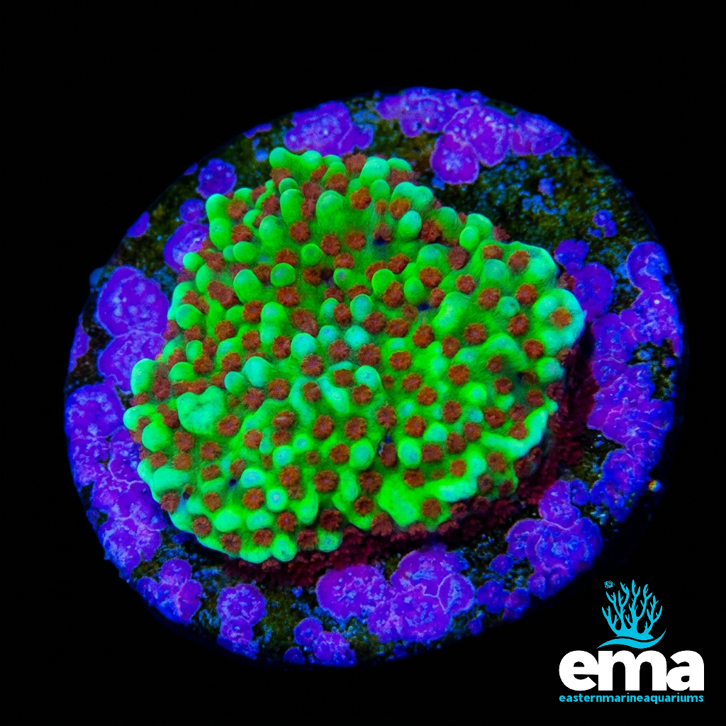 Chili Pepper Montipora