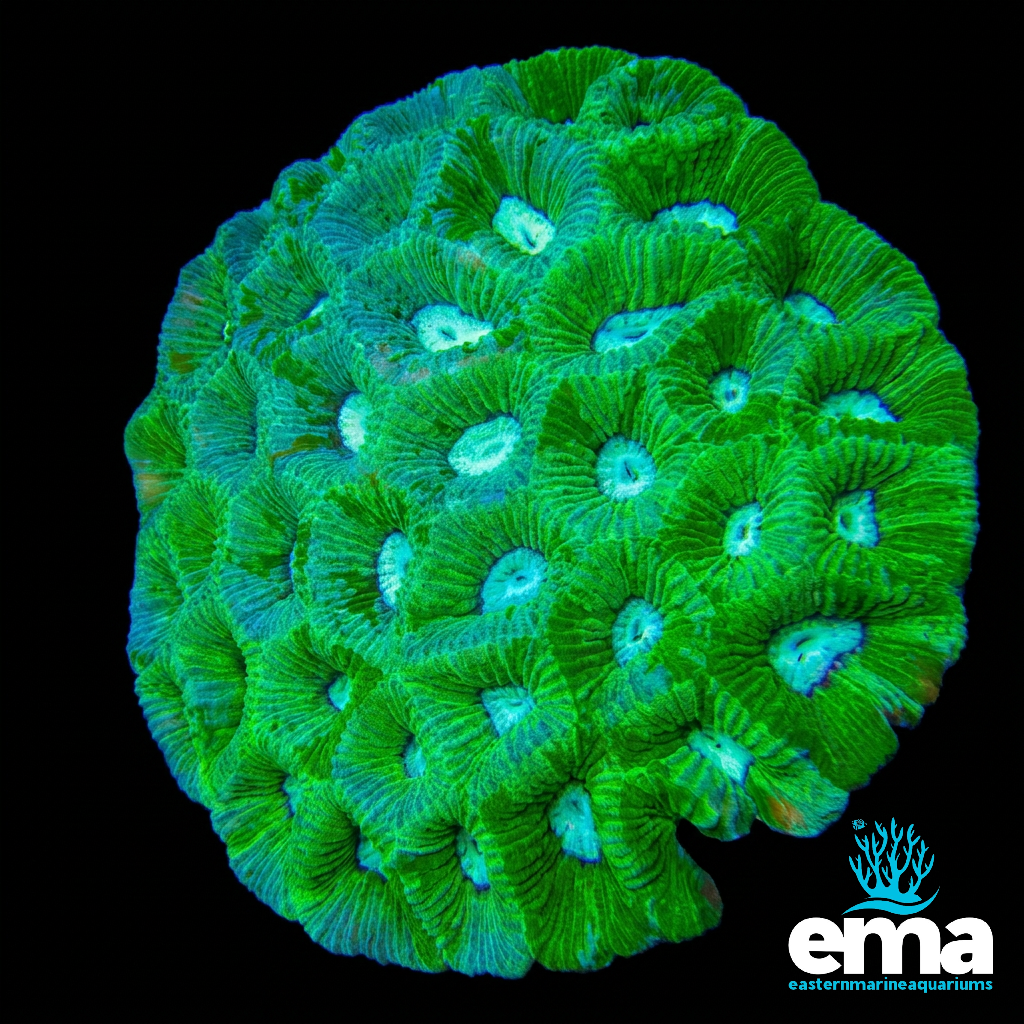 Green Goniastrea