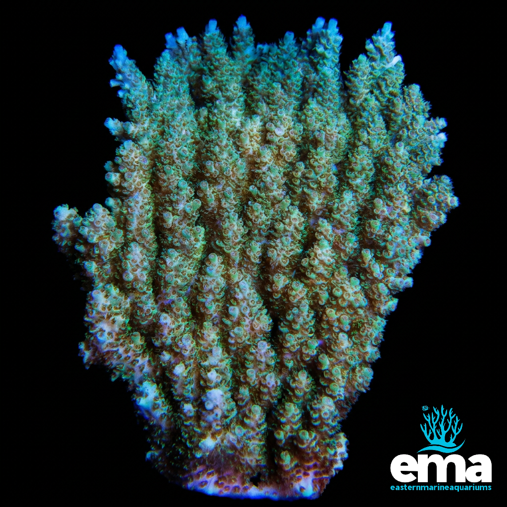 Green & Gold Australian Tabling Acropora