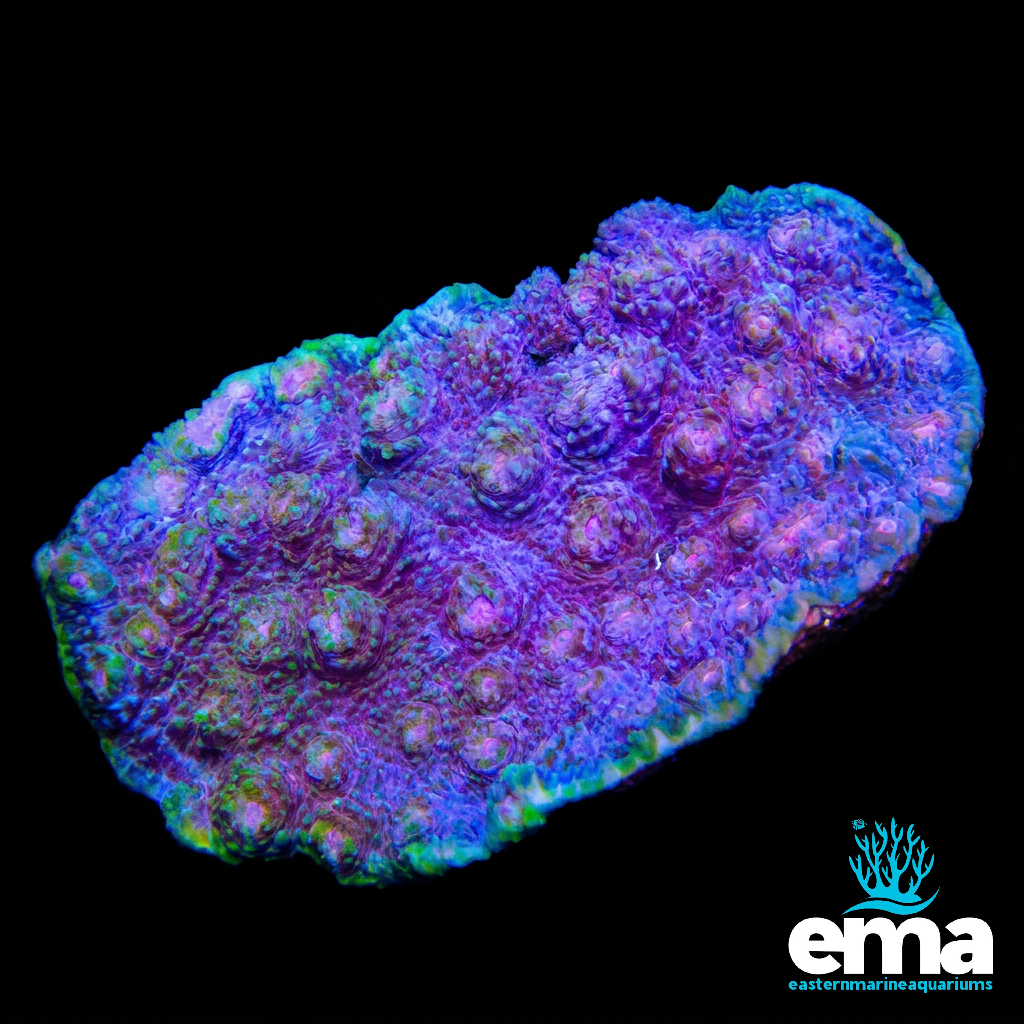 Purple Mycedium Chalice