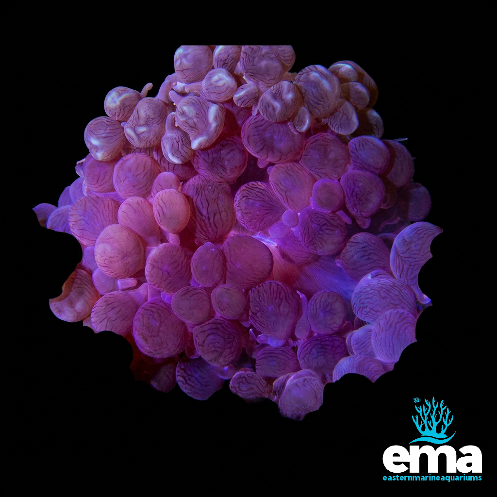 Purple Bubble Coral