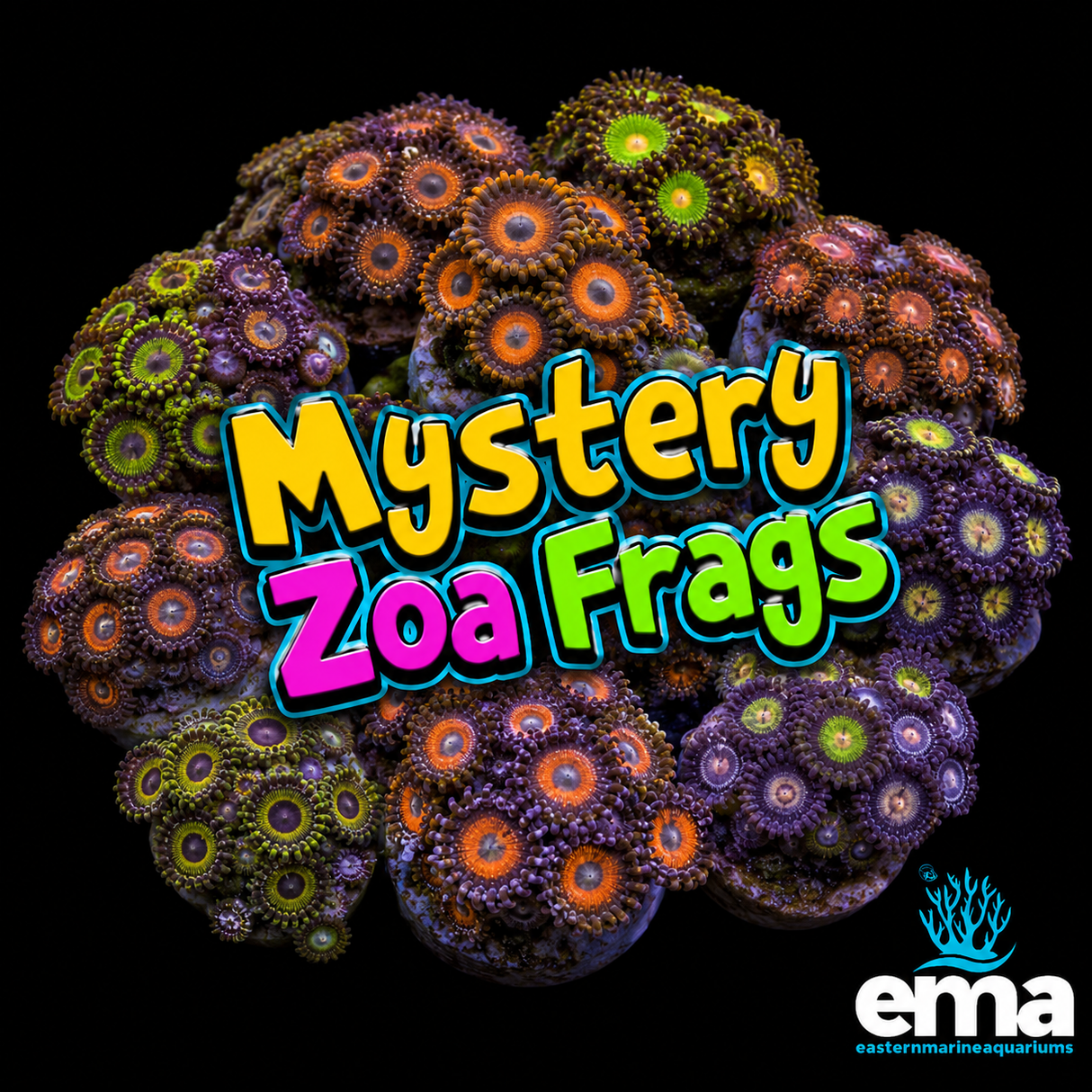 Mystery Zoanthid Fragment