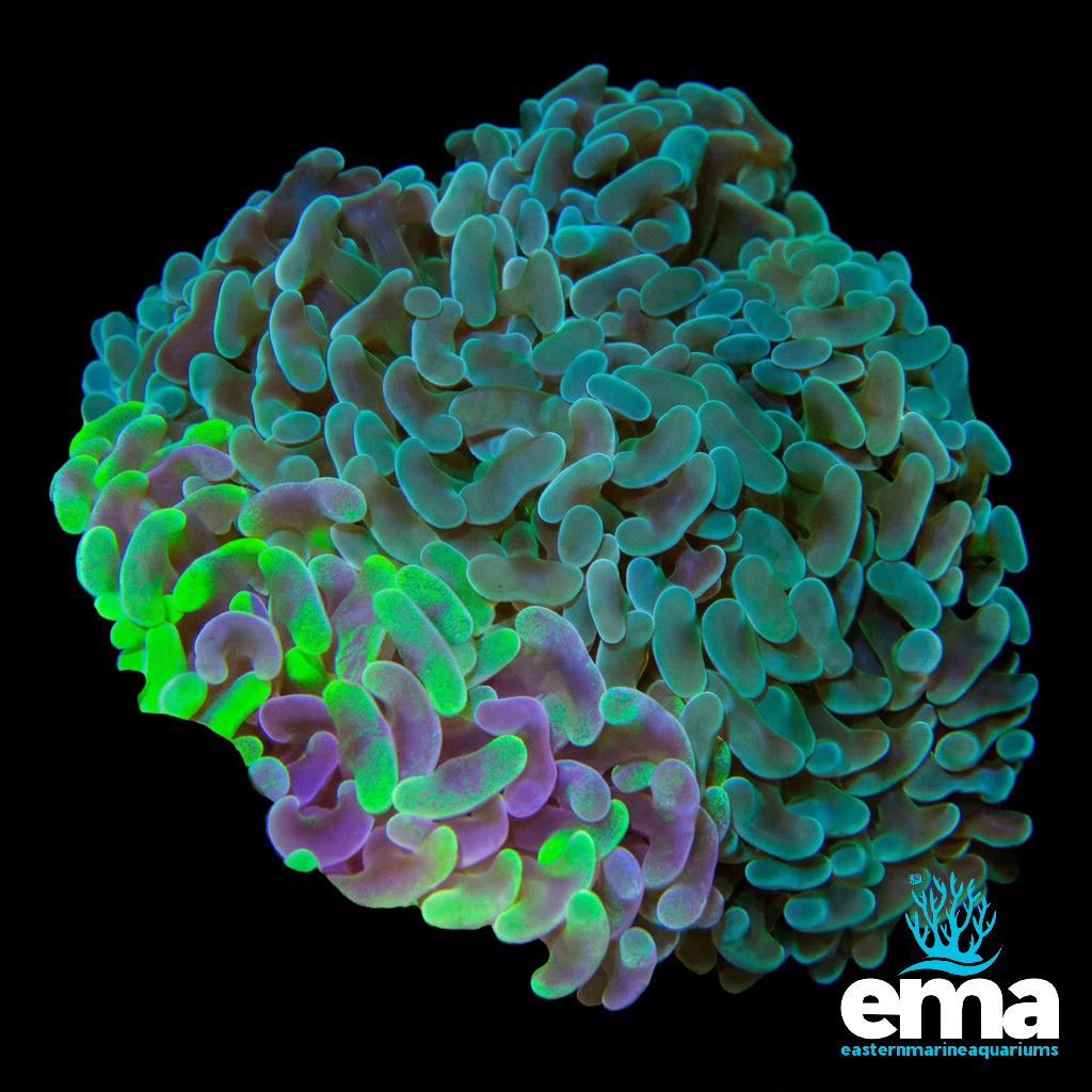 Green Hammer Coral
