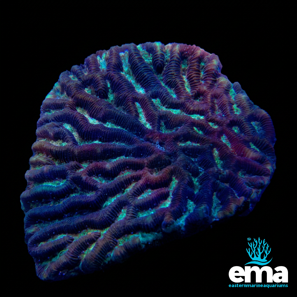 Maze Brain Coral