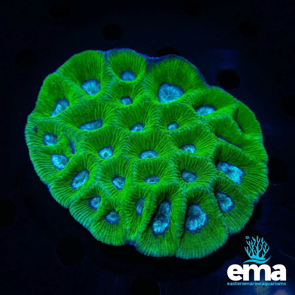 Toxic Green Goniastrea
